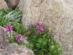 Pedicularis apodochila