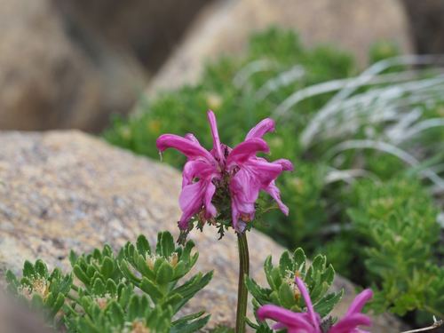 Pedicularis apodochila iNat (2)