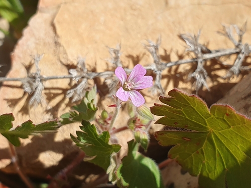 Roundleaf geranium