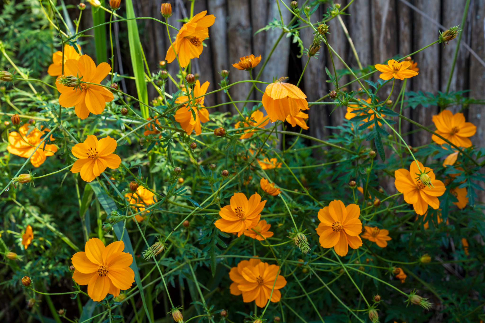 Cosmos sulphureus