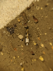 Monopis icterogastra