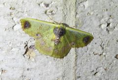 Agathiopsis basipuncta