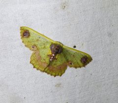 Agathiopsis basipuncta