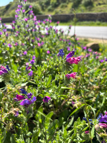 purple viper's-bugloss