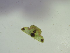 Agathiopsis basipuncta