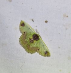 Agathiopsis basipuncta