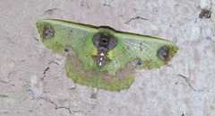 Agathiopsis basipuncta