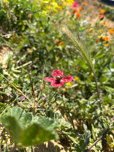 rough poppy