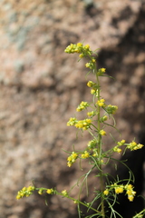 Artemisia palustris