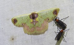 Agathiopsis basipuncta