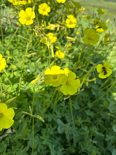 Bermuda buttercup