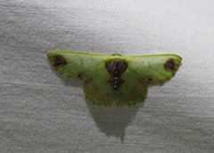 Agathiopsis basipuncta