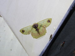 Agathiopsis basipuncta