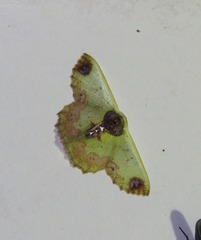 Agathiopsis basipuncta