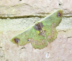 Agathiopsis basipuncta