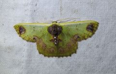 Agathiopsis basipuncta