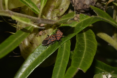 Graptostethus varipictus