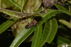 Graptostethus varipictus