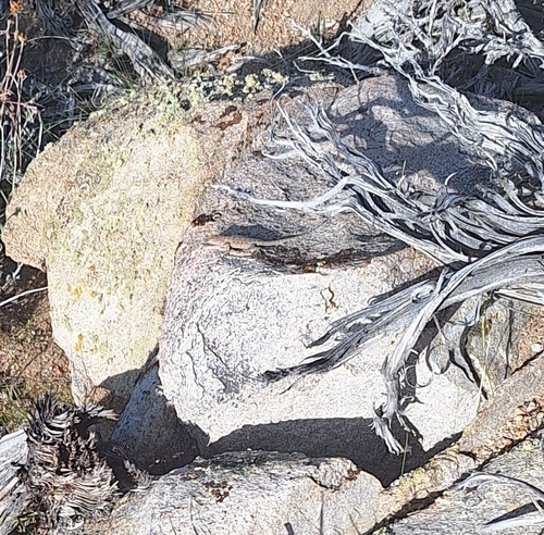 iNaturalist observation photo of Common Side-blotched Lizard