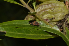 Graptostethus varipictus