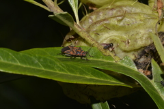 Graptostethus varipictus