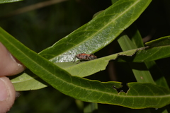 Graptostethus varipictus