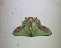 Agathiopsis maculata