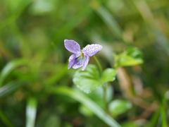 Viola grypoceras
