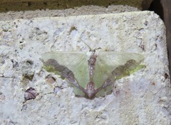 Agathiopsis maculata