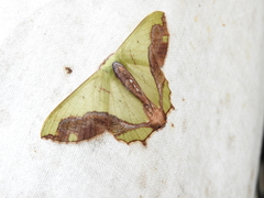 Agathiopsis maculata