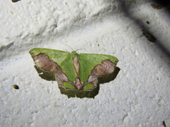 Agathiopsis maculata