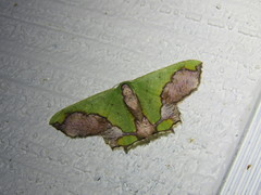 Agathiopsis maculata