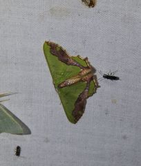 Agathiopsis maculata