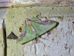 Agathiopsis maculata