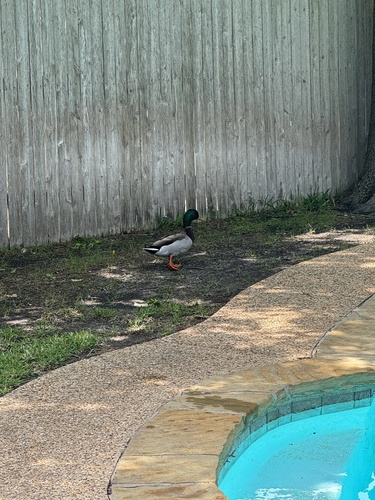 iNaturalist: (c) marinclarke, some rights reserved (CC BY-NC) iNaturalist image