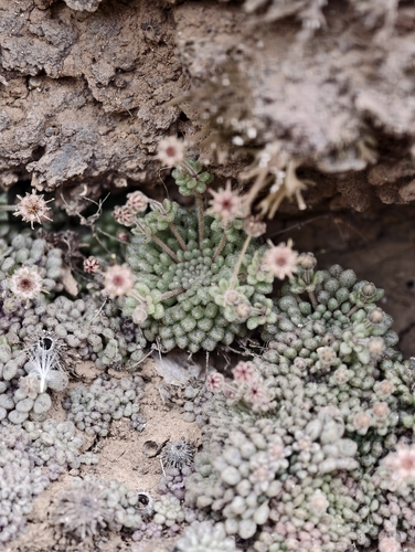 Monanthes minima