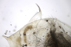 Daphnia pulex
