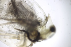 Daphnia pulex