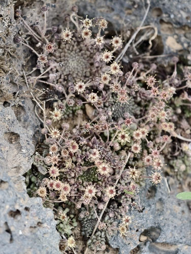 Monanthes minima