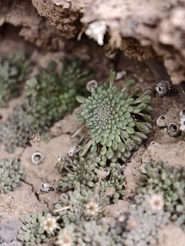 Monanthes minima