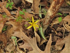 Erythronium rostratum