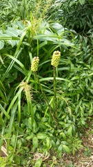 Amorphophallus kiusianus
