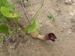Aristolochia lutescens