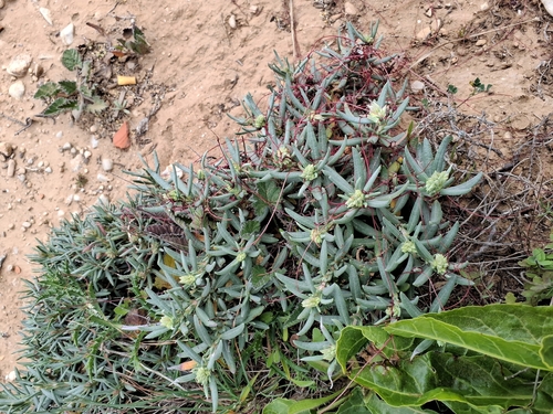Syrian Rock-rose (Helianthemum syriacum)