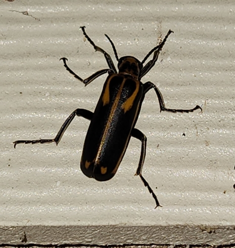 Yellow-crescent Blister Beetle photo 5