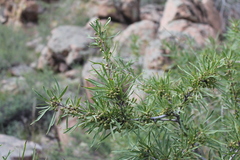 Rhamnus erythroxylum