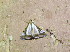 Agrioglypta eurytusalis