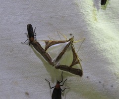 Agrioglypta eurytusalis