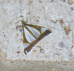 Agrioglypta eurytusalis
