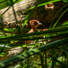 Chrysophlegma miniaceum